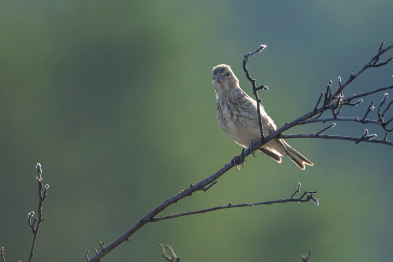 Linotte mélodieuse femelle